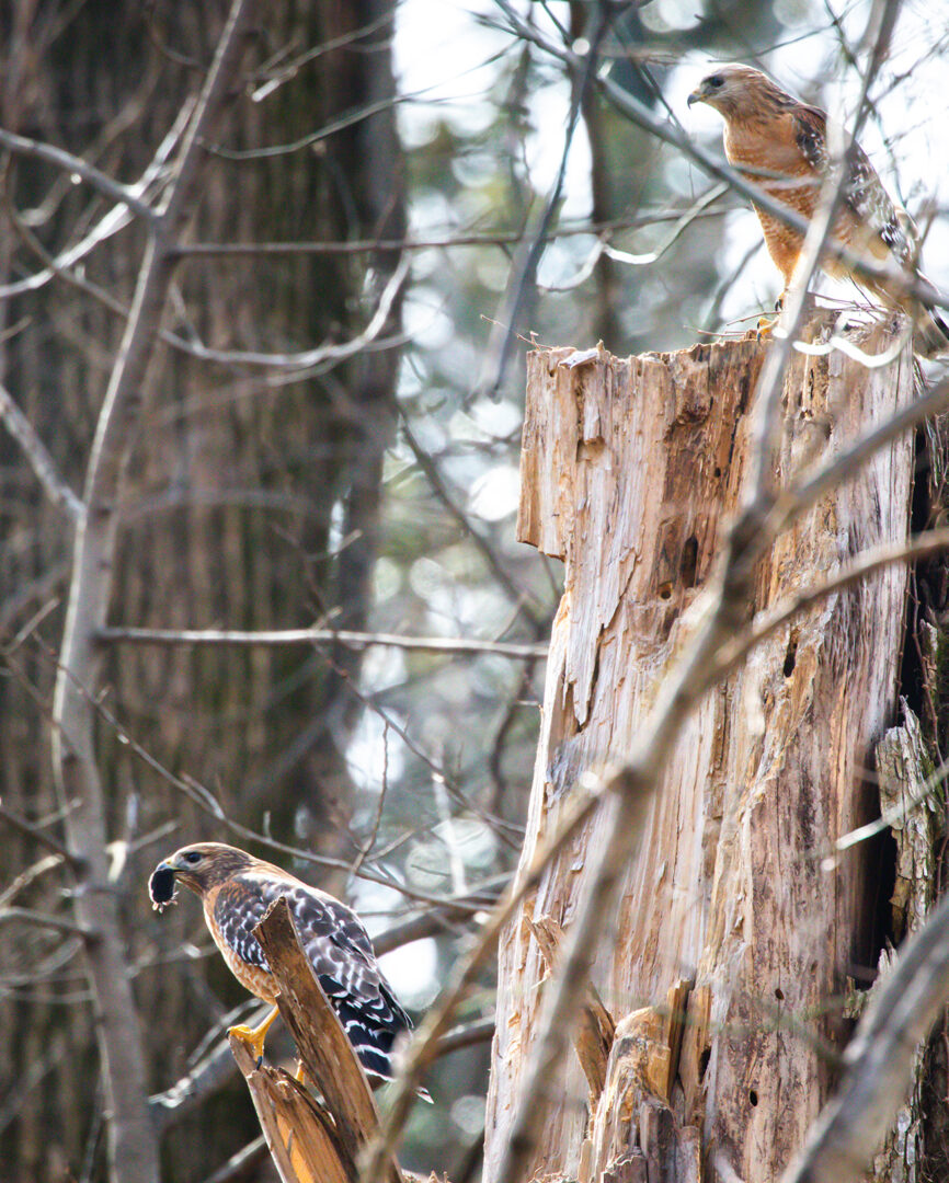 NatureZen: The Bold and the Buteo at Overton Park Conservancy | 17 A hawk sits with a rodent in her mouth with her mate watching from above