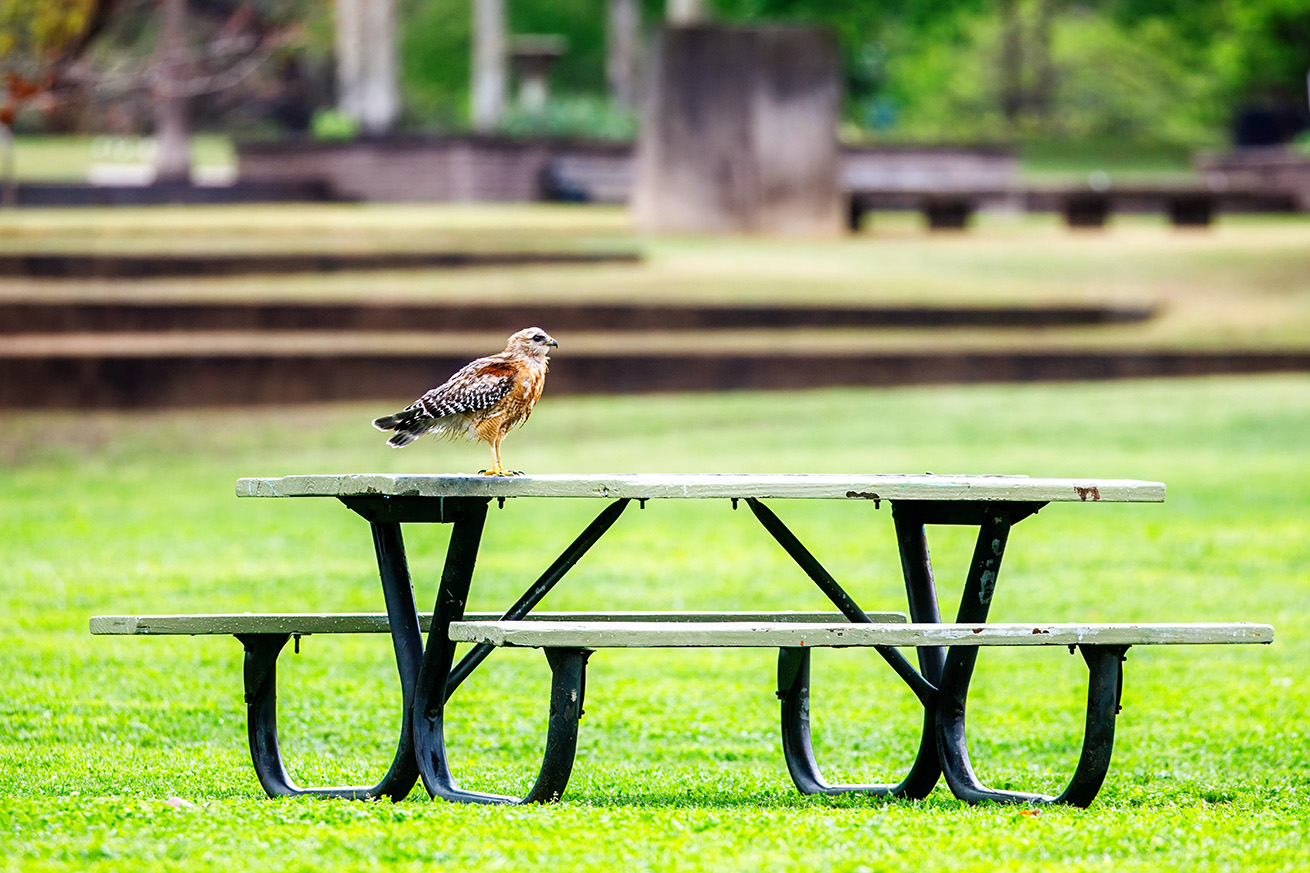 NatureZen: The Bold and the Buteo at Overton Park Conservancy | 5 A wet red-shouldered hawk stands on a park picnic table