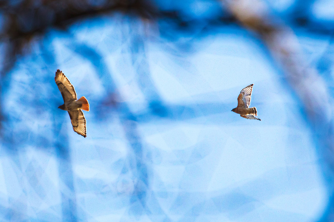 NatureZen: The Bold and the Buteo at Overton Park Conservancy | 2 A red-shouldered hawk chases a red-tailed hawk