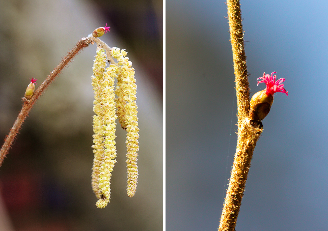 Twigs with small hot-pink flowers and long yellow ones