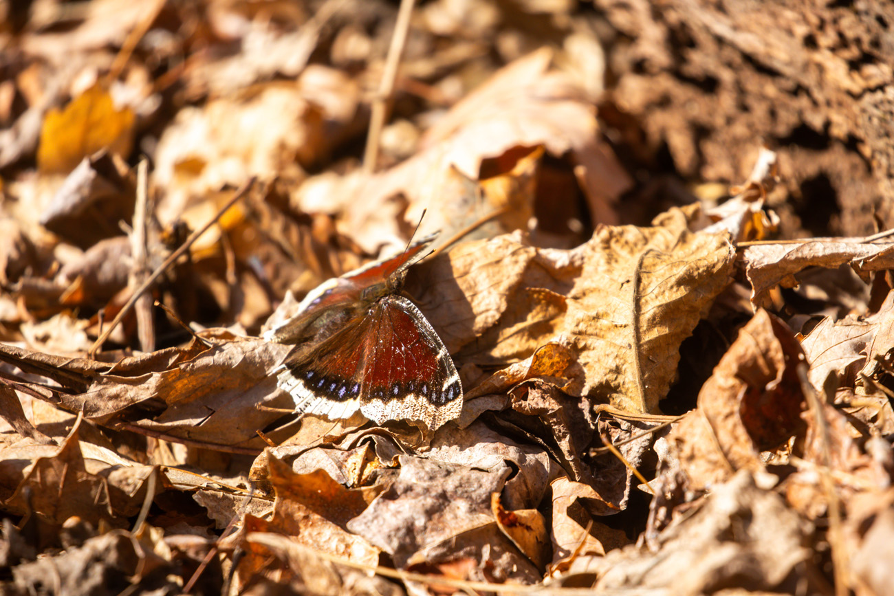Chocolate-brown butterfly on some dead leaves