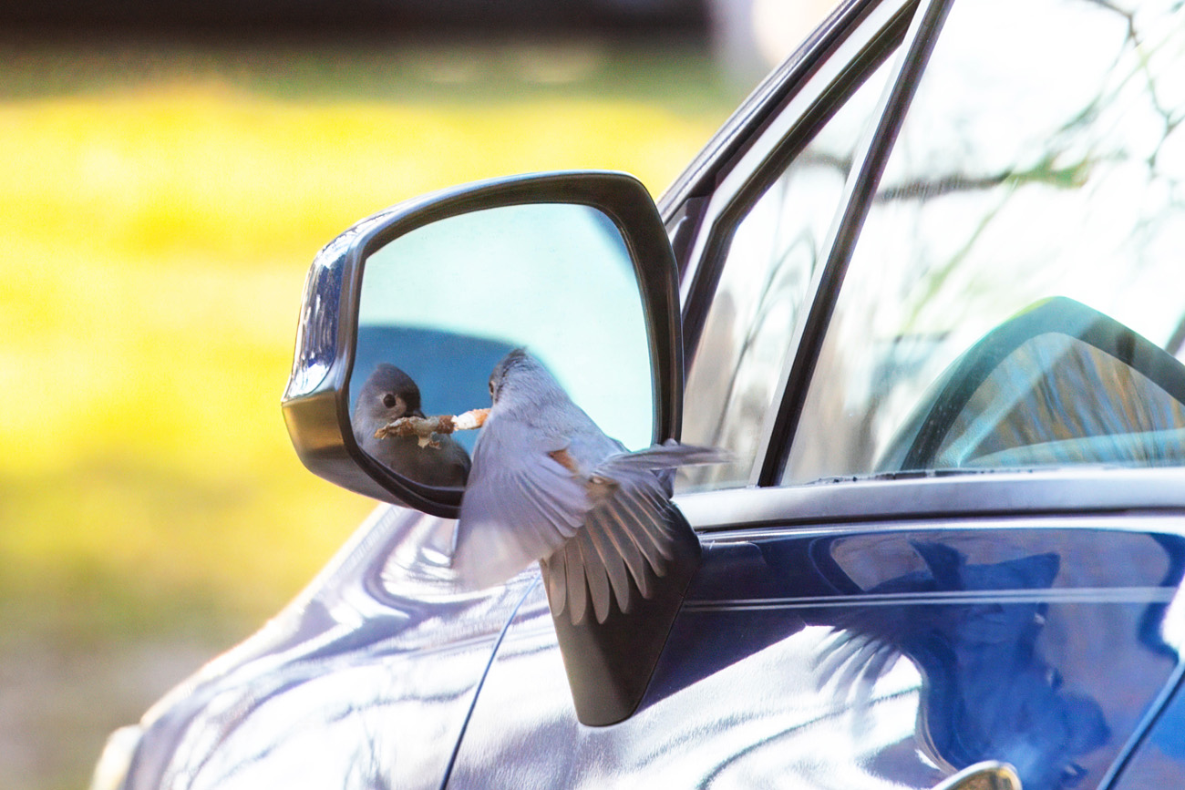 A small blue bird flies at its own image in a car mirror, with a cigarette butt in its mouth