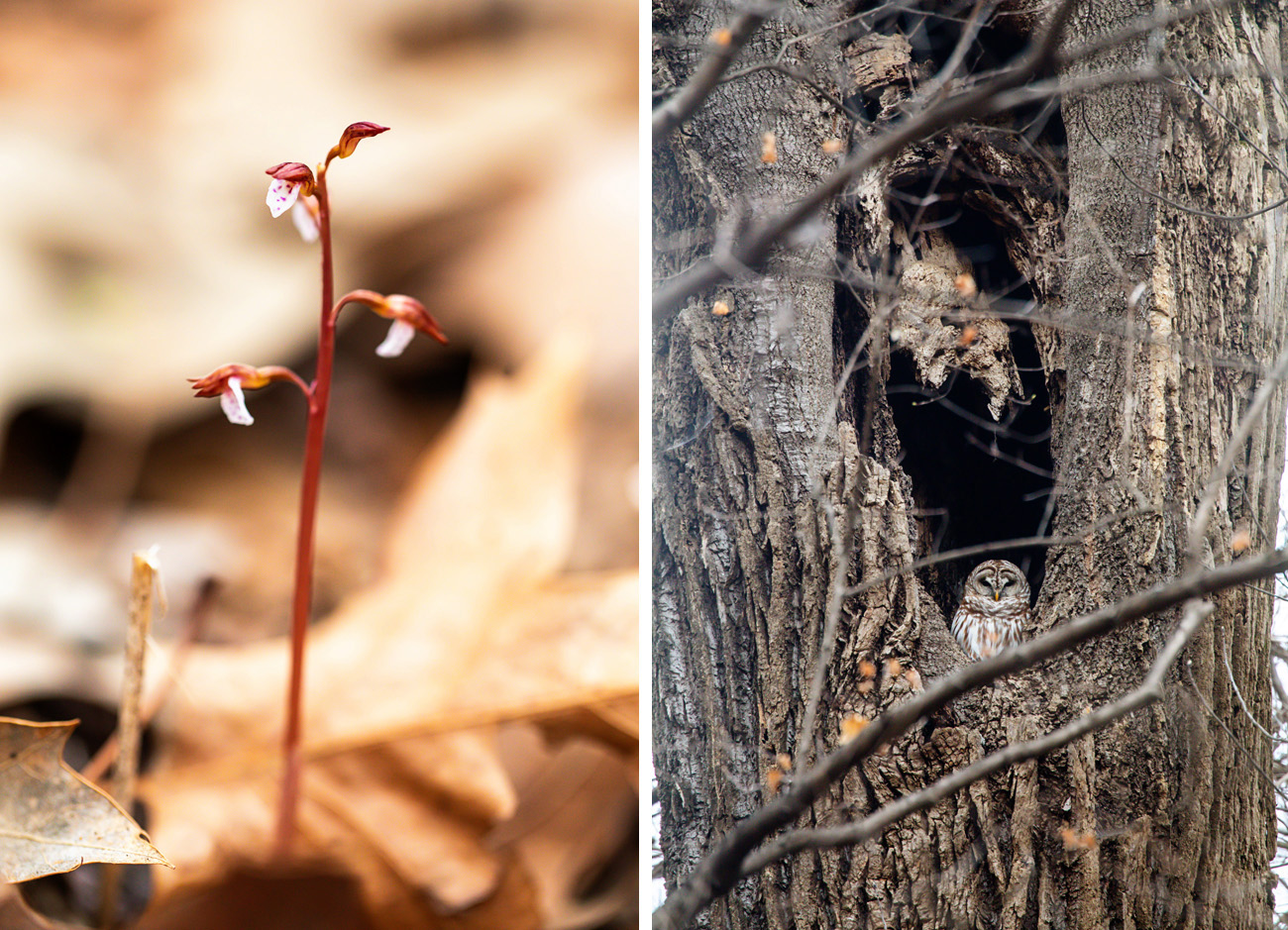 An orchid with a red stem, and an owl sitting at the bottom of a large tree cavity