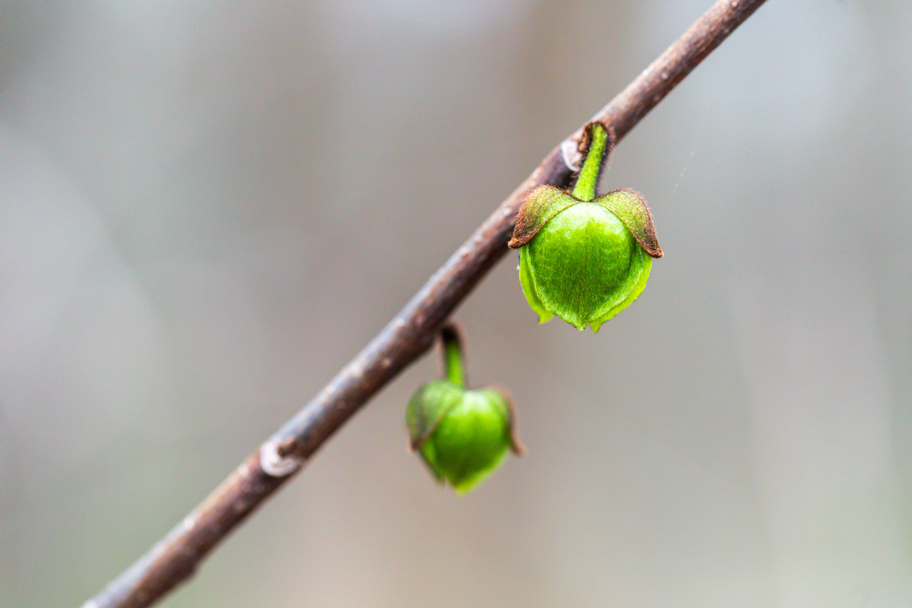 Two green, fuzzy bell-shaped flowers on a stem