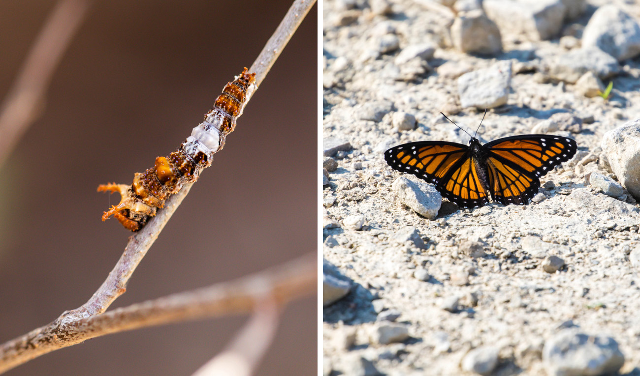 A caterpillar with orange horns and a white patch; an orange-and-black butterfly sitting on gravel
