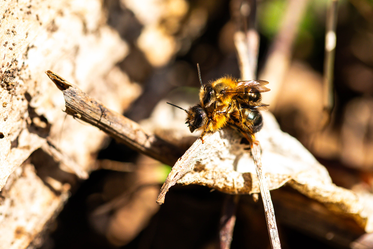 Two gold-and-black bees mating