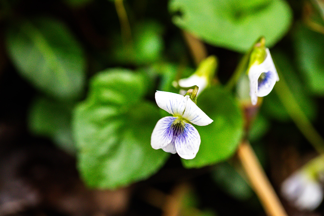 A white violet with a purple center