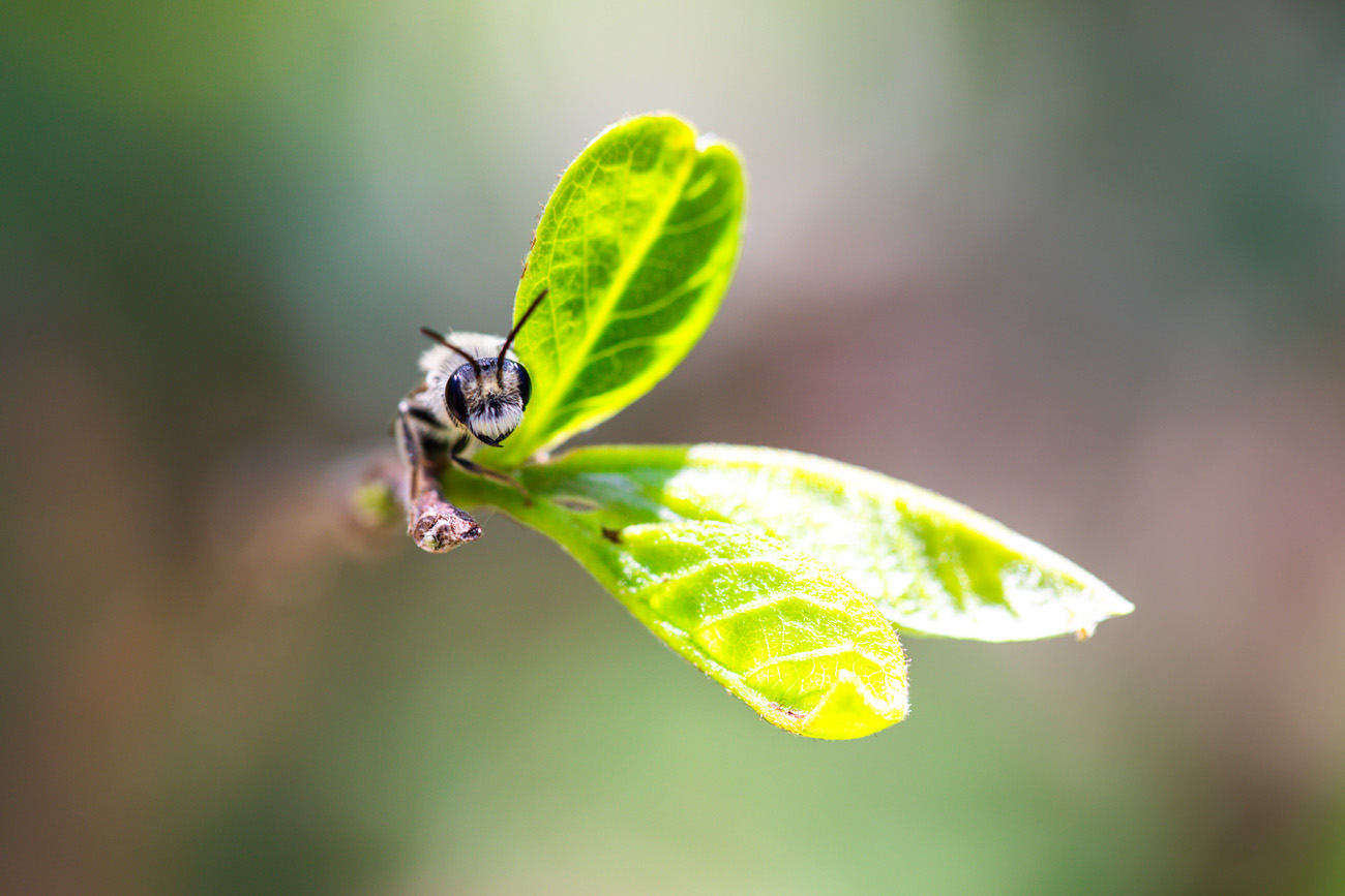 A small bee with a fuzzy white mustache peeks up from the stem of a plant