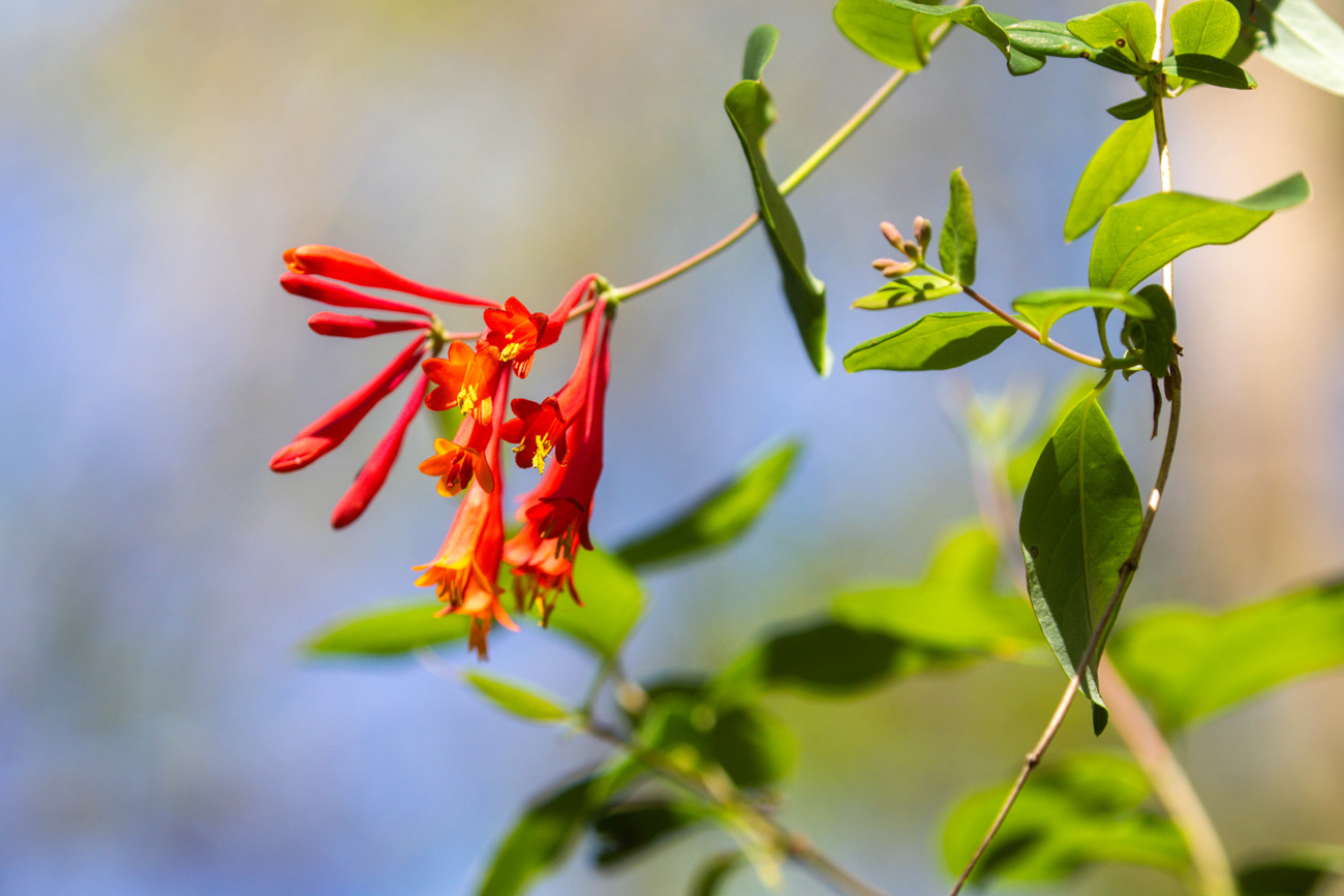 Hot pink tubular flowers on a green vine