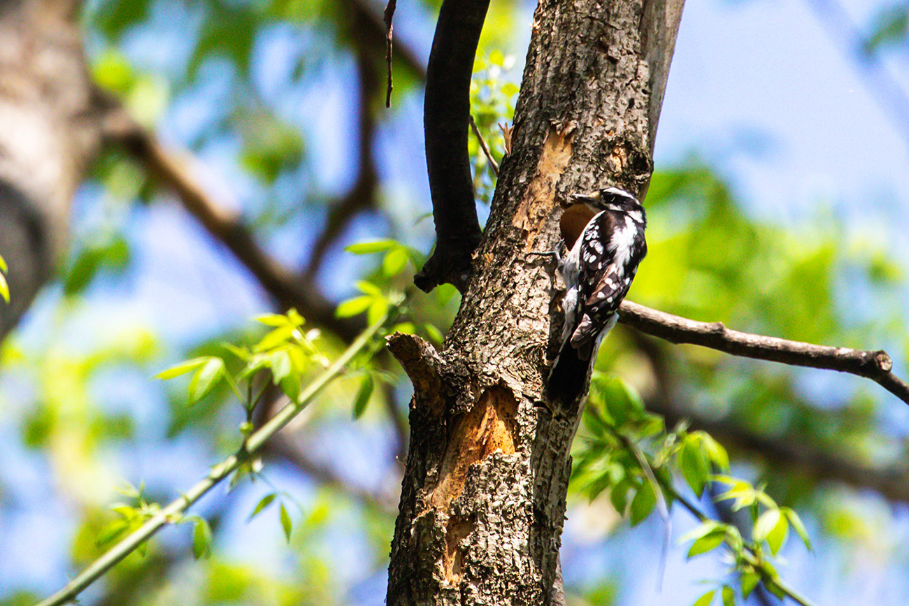 A small black and white woodpecker perches next to the nest hole it's created