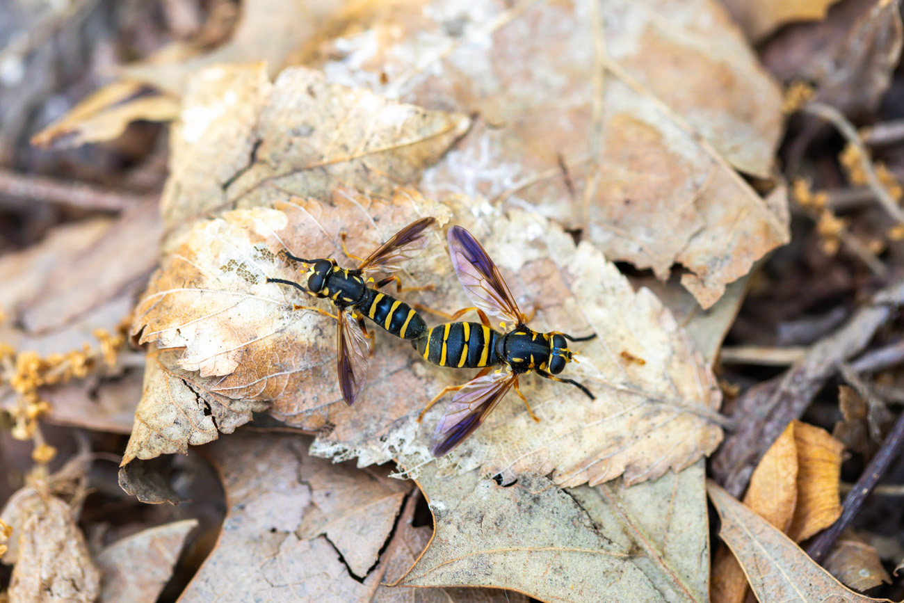 Two black and yellow flies mating on leaves