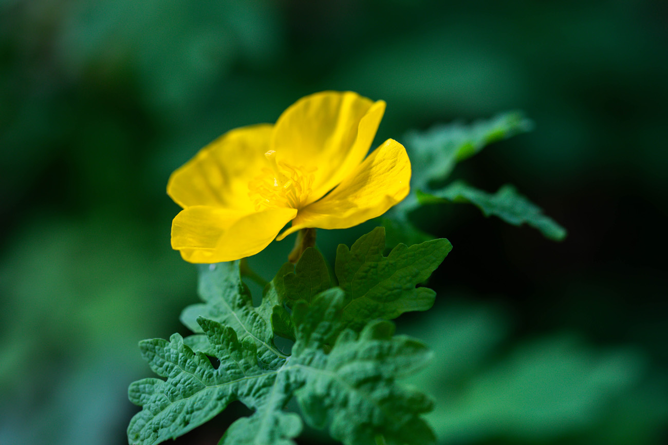 A bright yellow flower atop green leaves