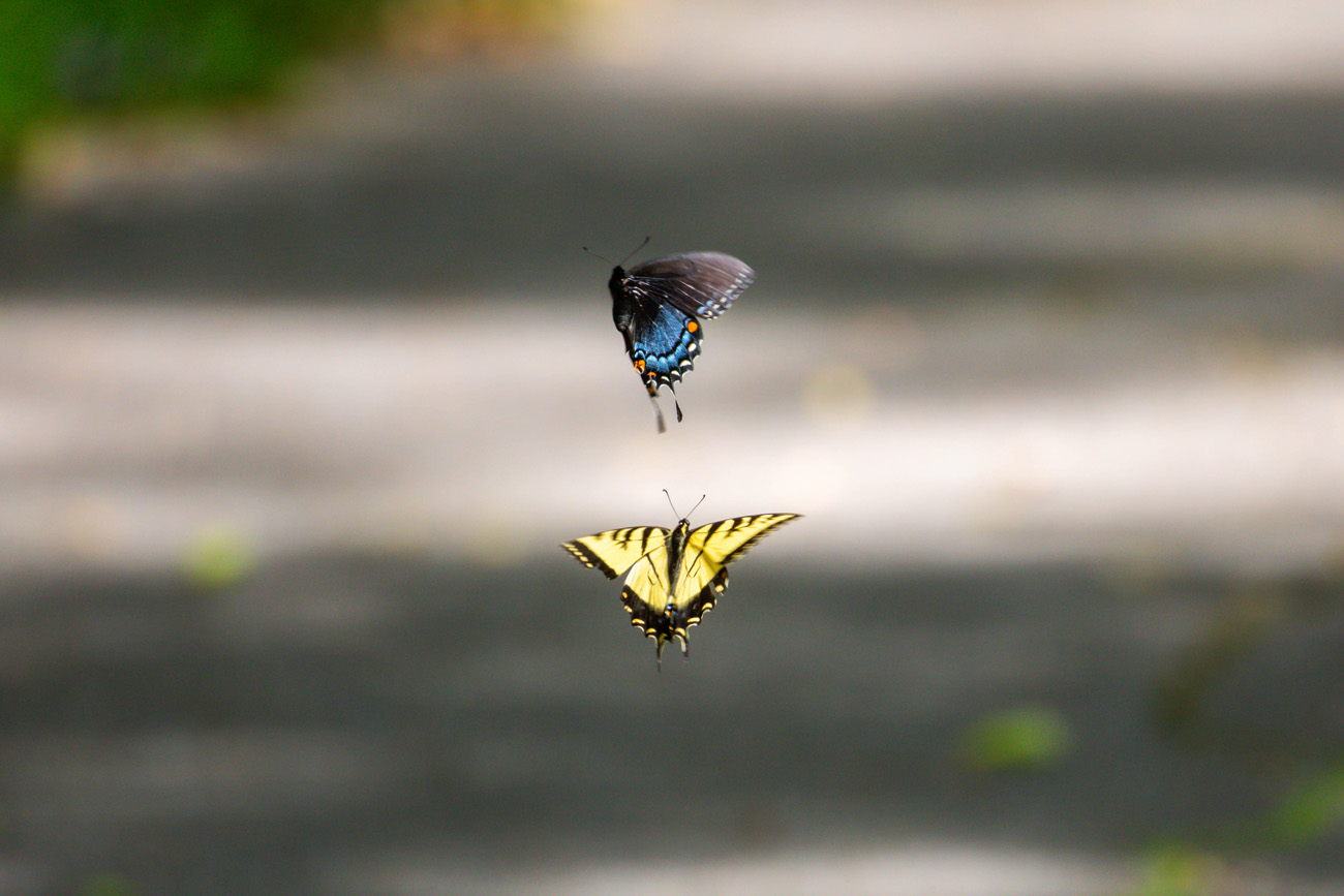 A yellow and black butterfly chases a black and blue butterfly