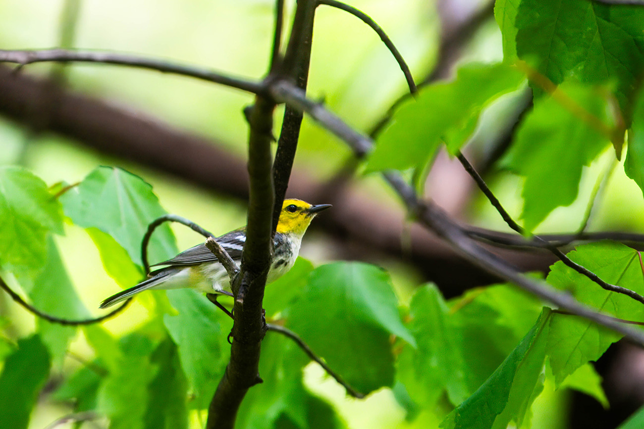 Black-throated green warbler