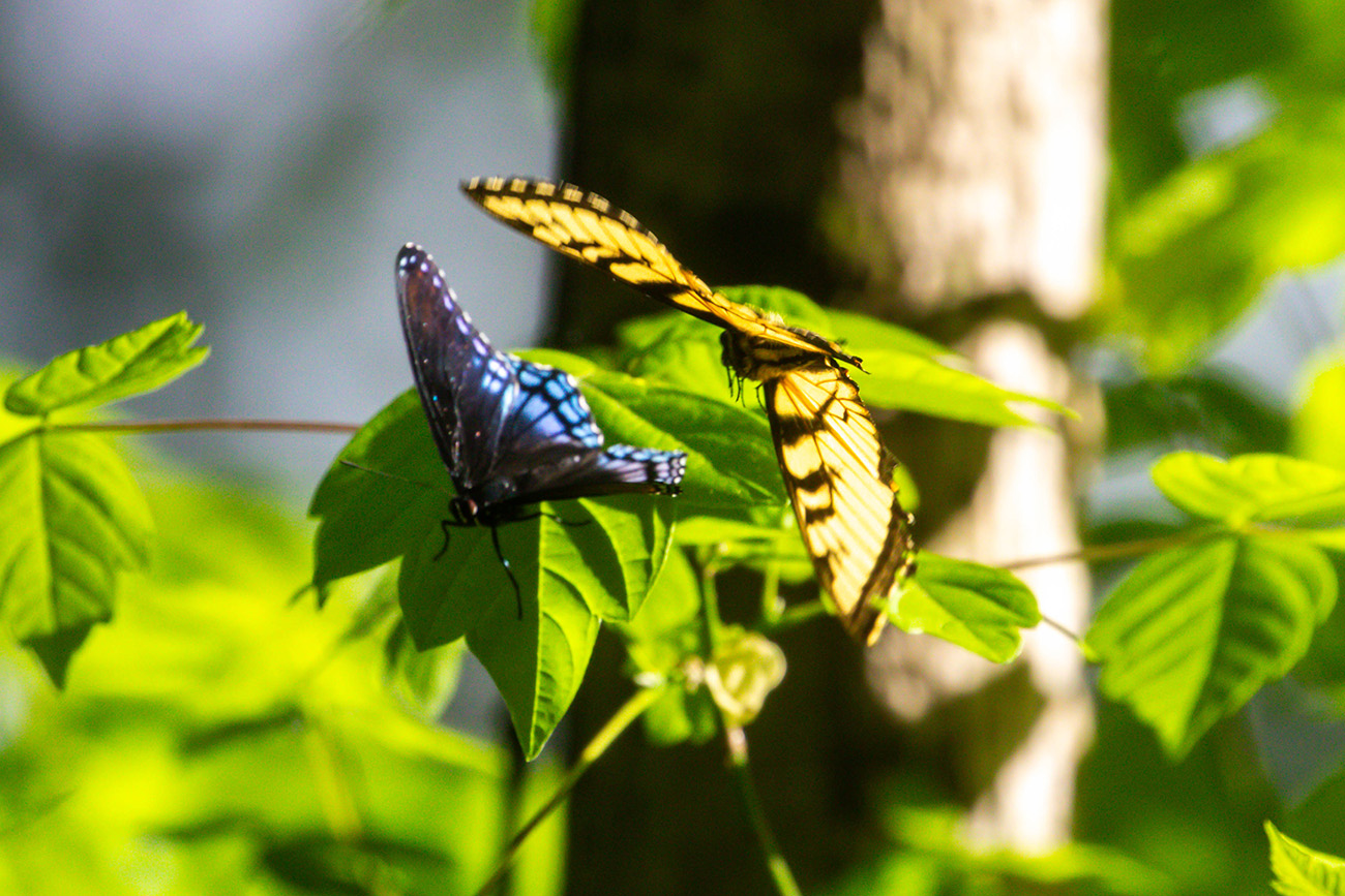 Red-spotted purple and Eastern tiger swallowtail