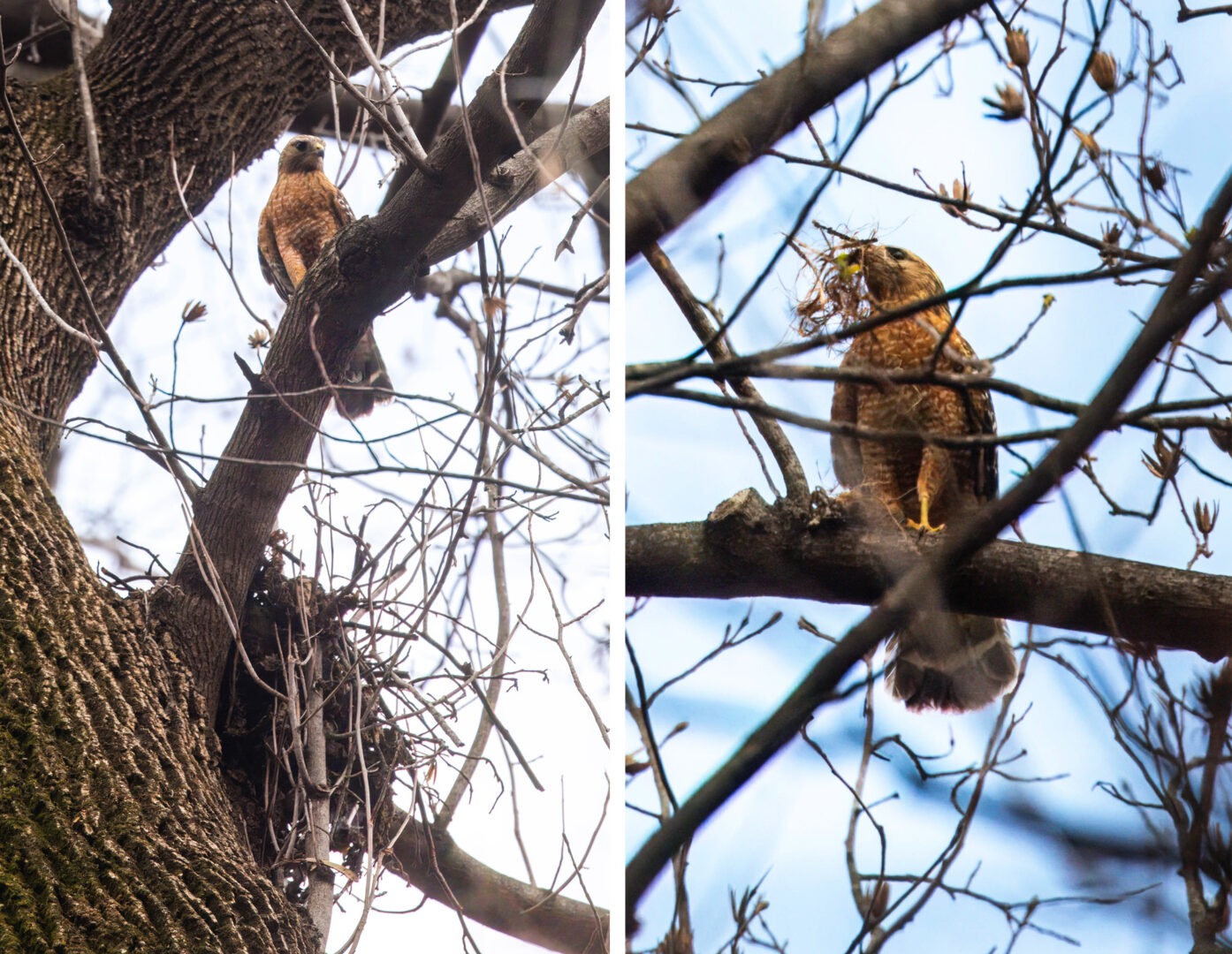 NatureZen: The Bold and the Buteo, Episode 2 at Overton Park Conservancy | 1 Two photos of a red-shouldered hawk; one sitting above a nest, the other with grass in its mouth