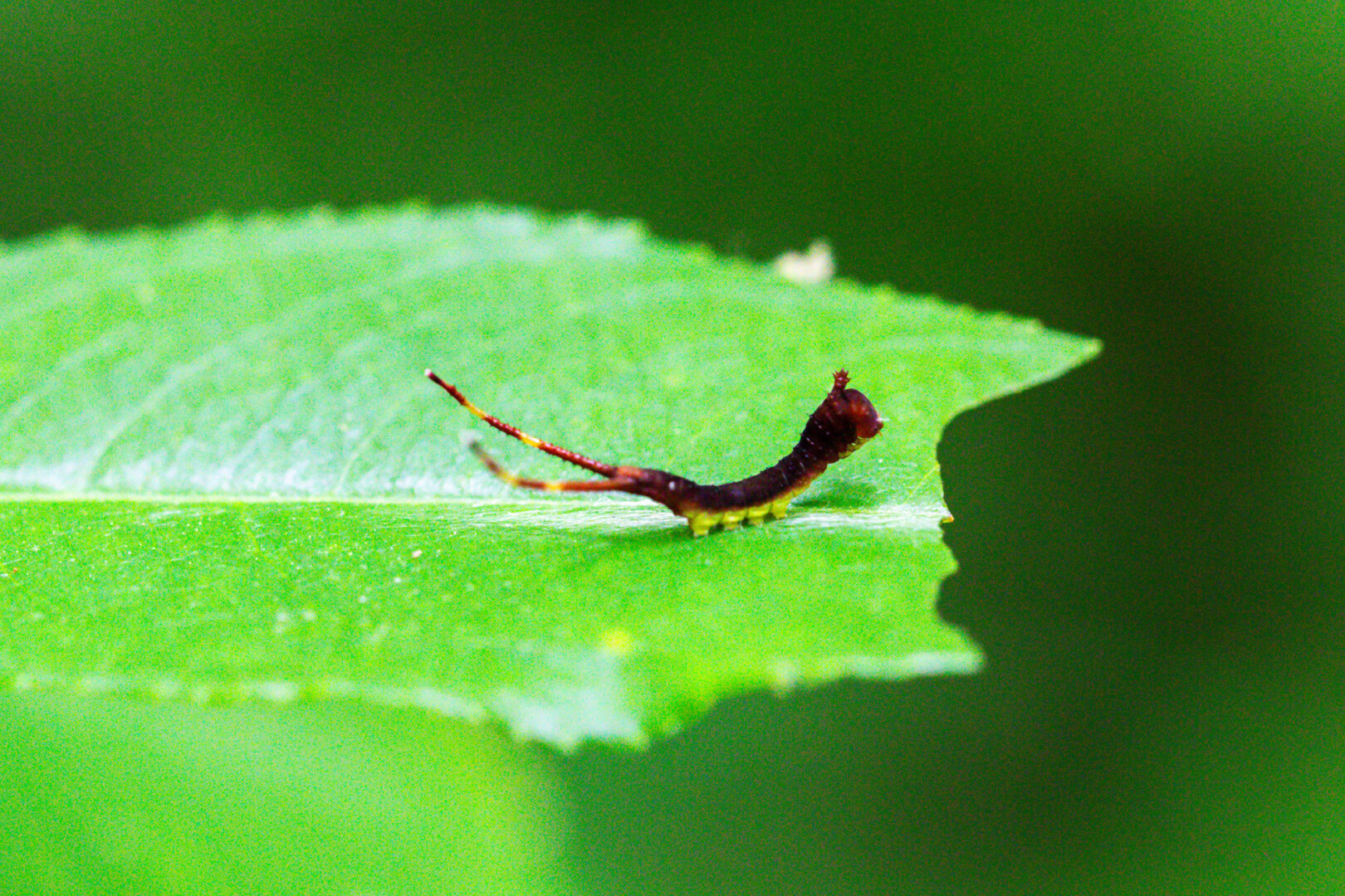 A maroon-and-green caterpillar with two striped horns on its posterior