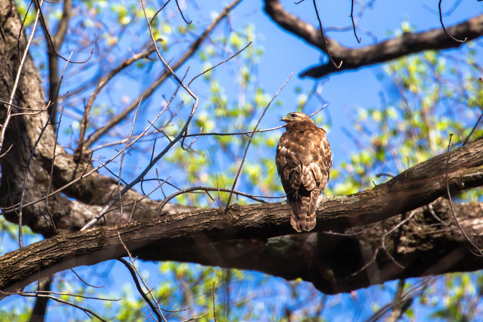 NatureZen: The Bold and the Buteo, Episode 2 at Overton Park Conservancy | 2 A hawk sits with its back to the camera and its mouth open