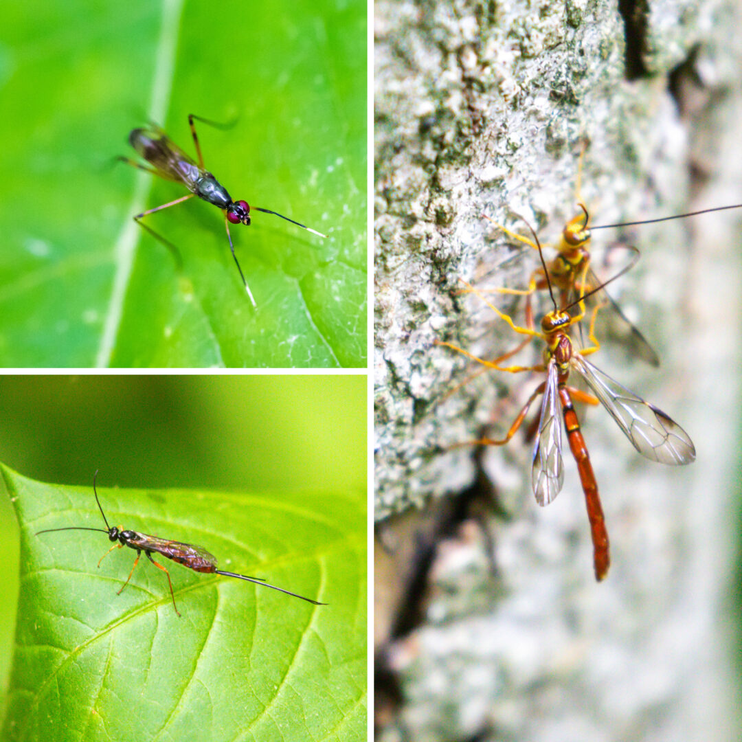 Insects with very long antennae