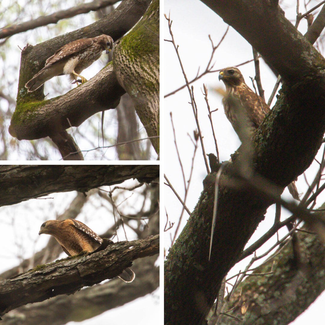 NatureZen: The Bold and the Buteo, Episode 2 at Overton Park Conservancy | 3 Two hawks with a snake
