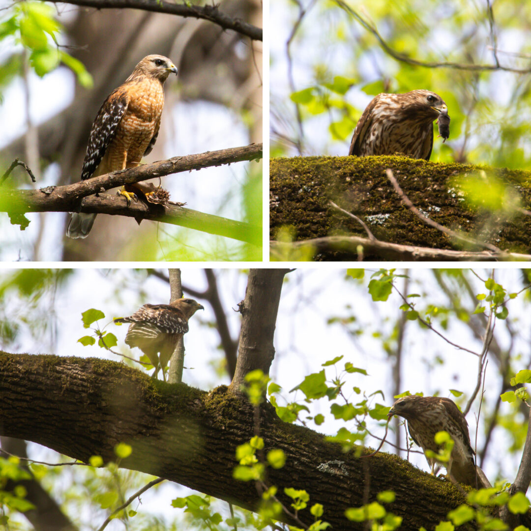NatureZen: The Bold and the Buteo, Episode 2 at Overton Park Conservancy | 4 A triptych of hawks, one eating a rodent and a snake