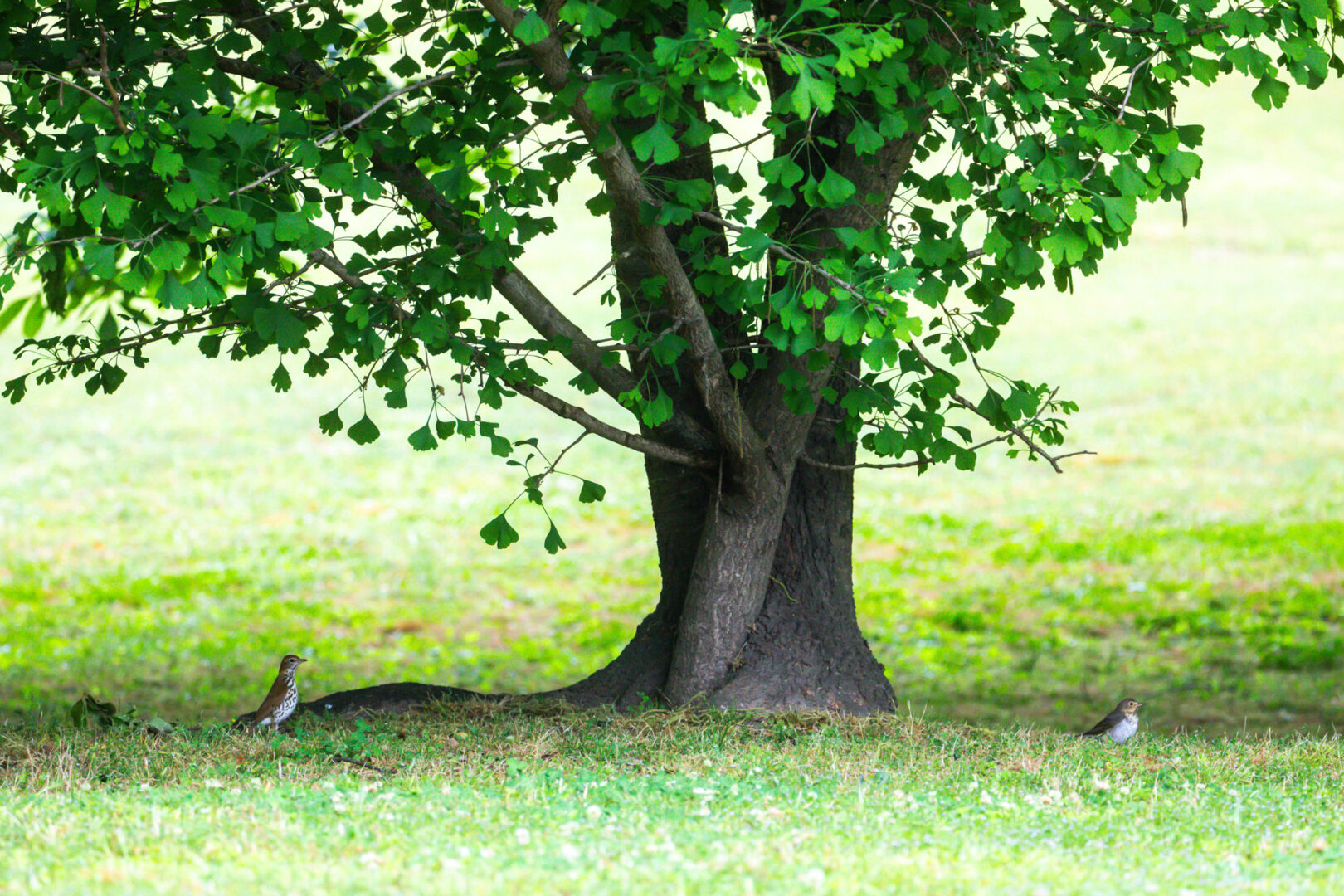 A reddish thrush and a pale brown thrush both sitting under a ginkgo tree
