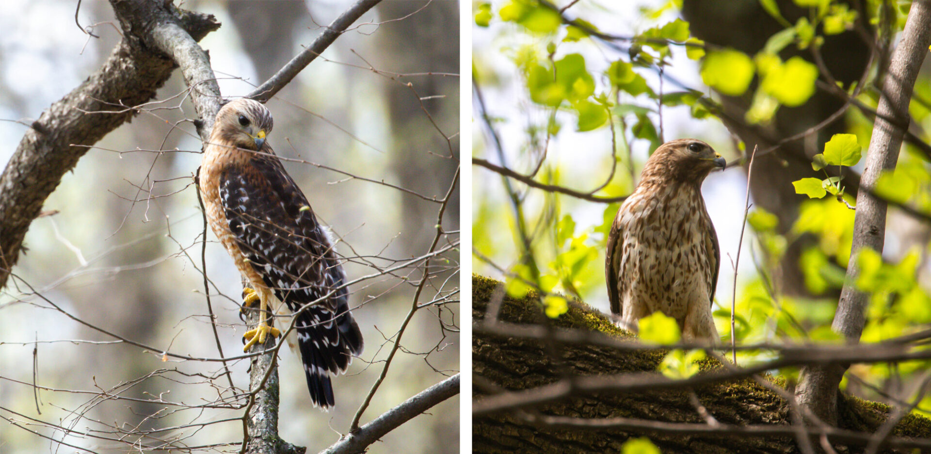 NatureZen: The Bold and the Buteo, Episode 2 at Overton Park Conservancy | 5 Two hawks side by side