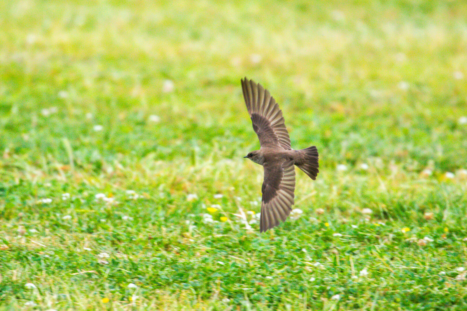 A brownish-gray swallow with its wings wide open flies over grass