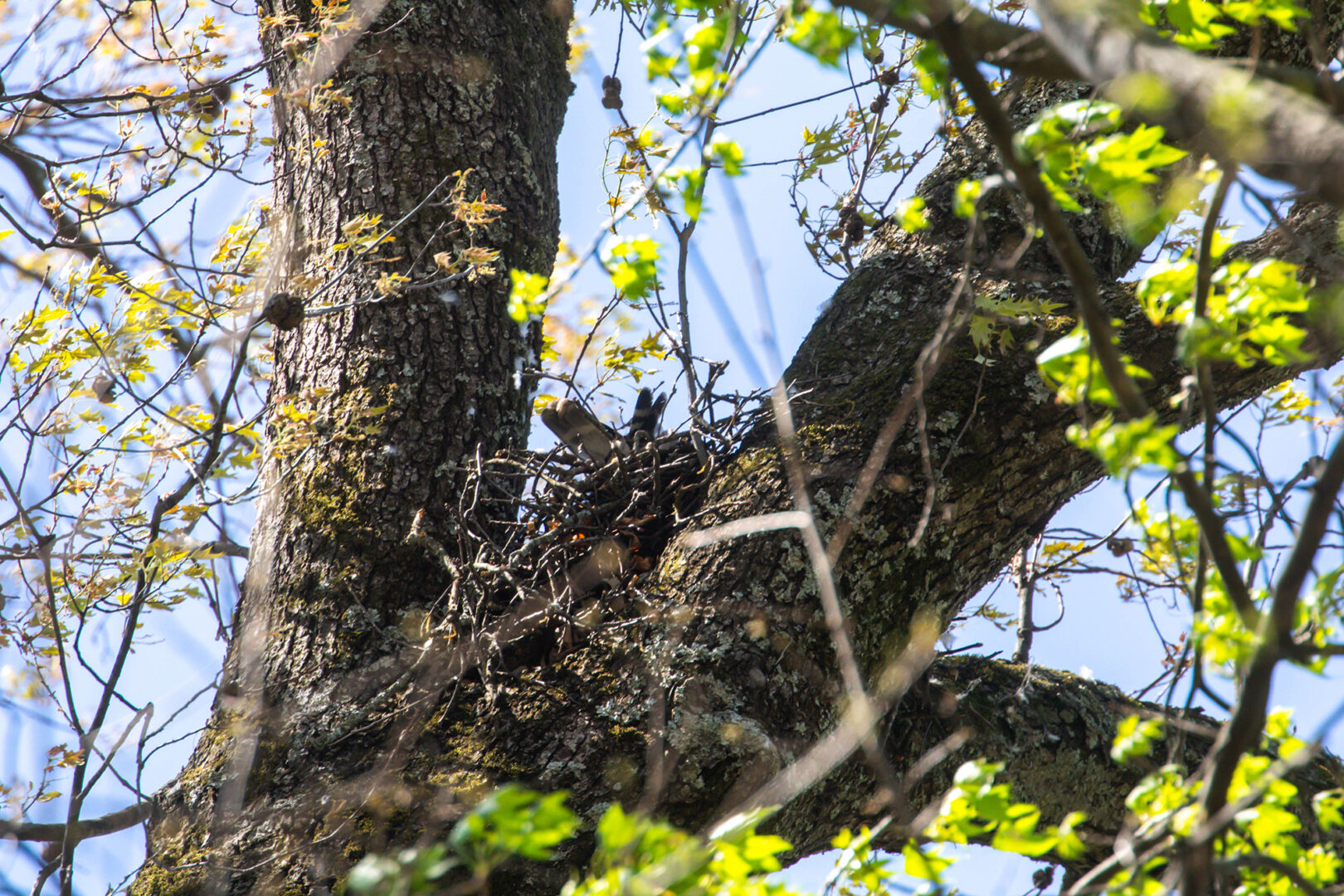 NatureZen: The Bold and the Buteo, Episode 2 at Overton Park Conservancy | 6 A large nest of sticks with some tail feathers sticking out