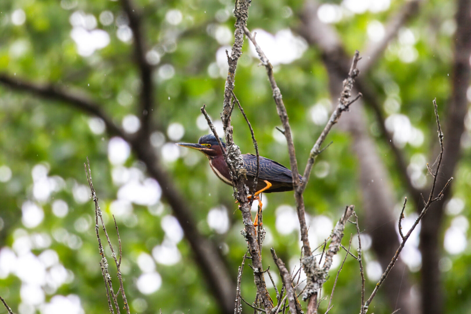 A colorful bird with spiky head feathers and orange legs