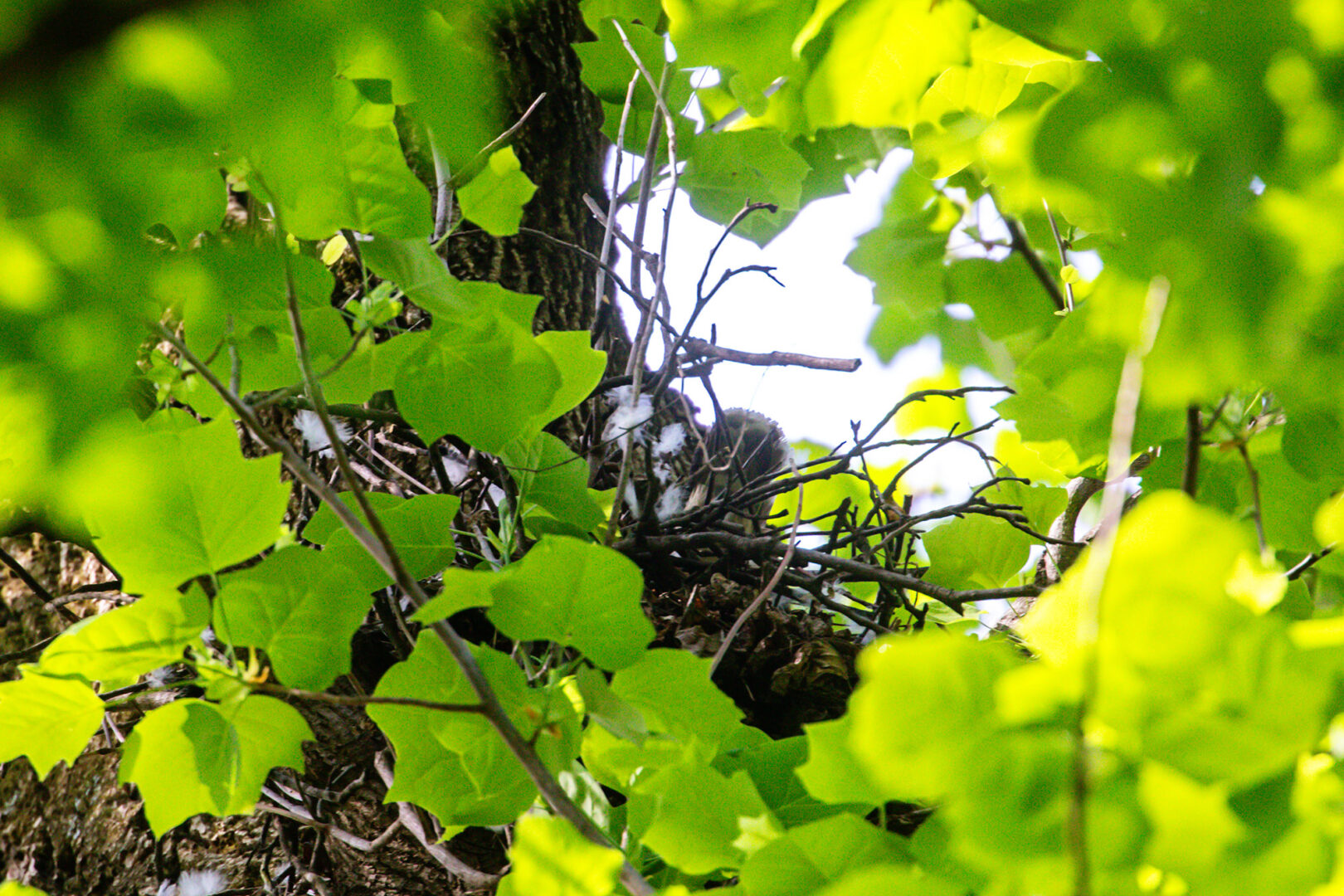 NatureZen: The Bold and the Buteo, Episode 2 at Overton Park Conservancy | 7 An underside view of a hawk nest, downy white feathers stuck inside, with tail feathers peeking out