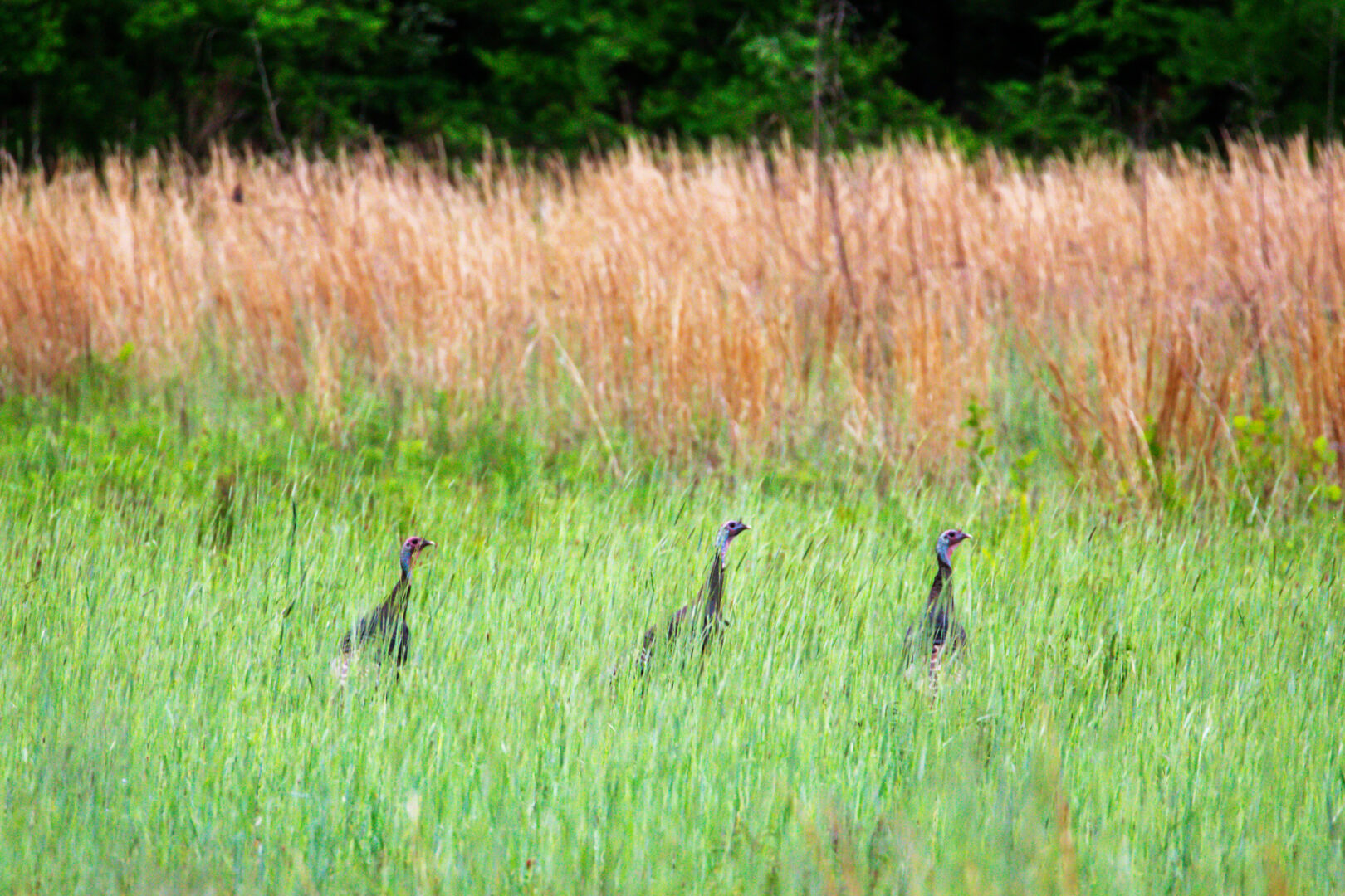 Three wild turkeys partially obscured by tall grass