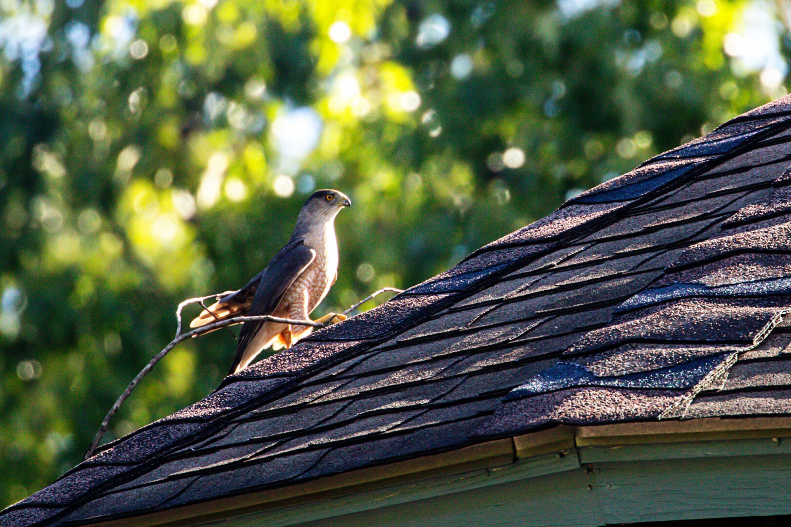 NatureZen: The Bold and the Buteo, Episode 2 at Overton Park Conservancy | 8 A sleek hawk with gray wings perches with a large stick on the roof of a pavilion