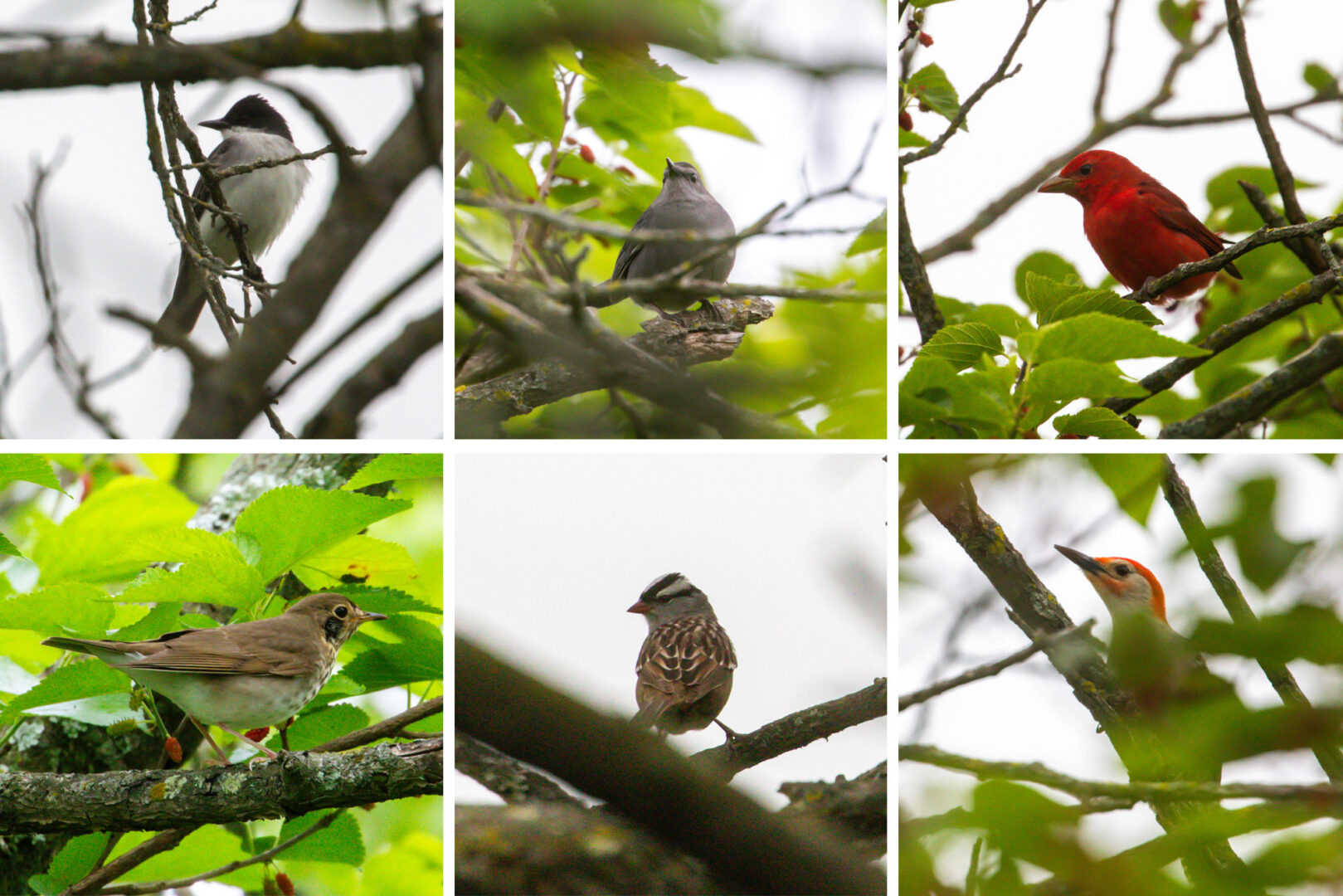 Six birds in a mulberry tree