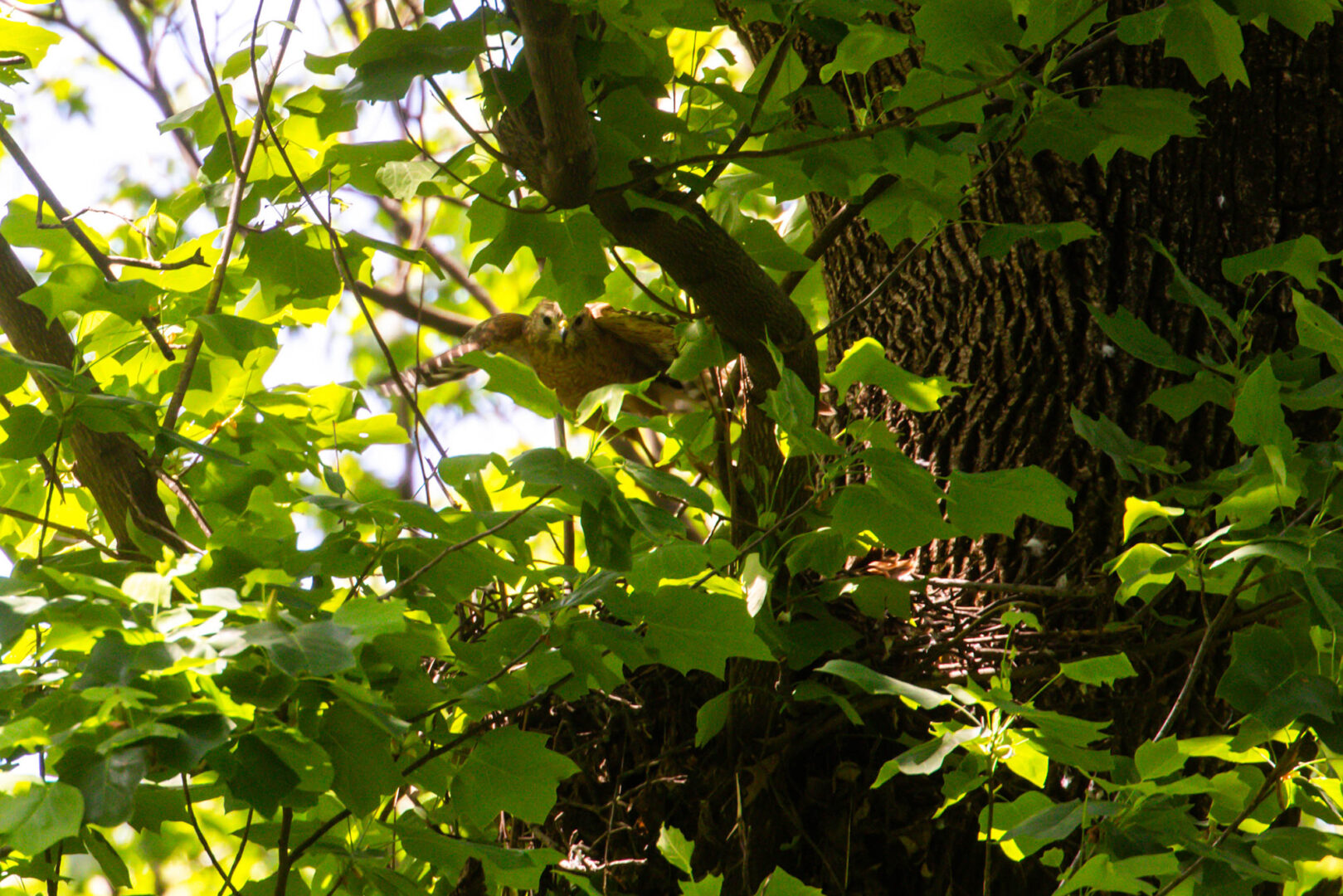 NatureZen: The Bold and the Buteo, Episode 2 at Overton Park Conservancy | 9 A hawk flying forward out of a nest