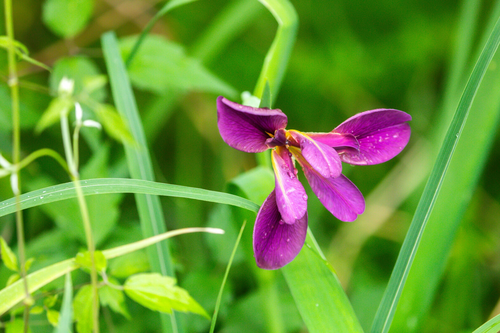 A fuschia-colored iris