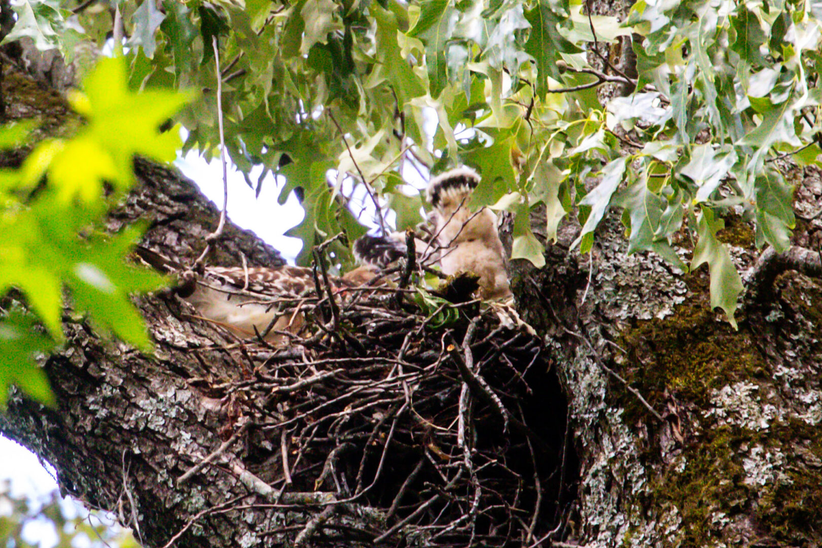 NatureZen: The Bold and the Buteo, Episode 2 at Overton Park Conservancy | 10 An adult hawk beside the tail of a nestling hawk