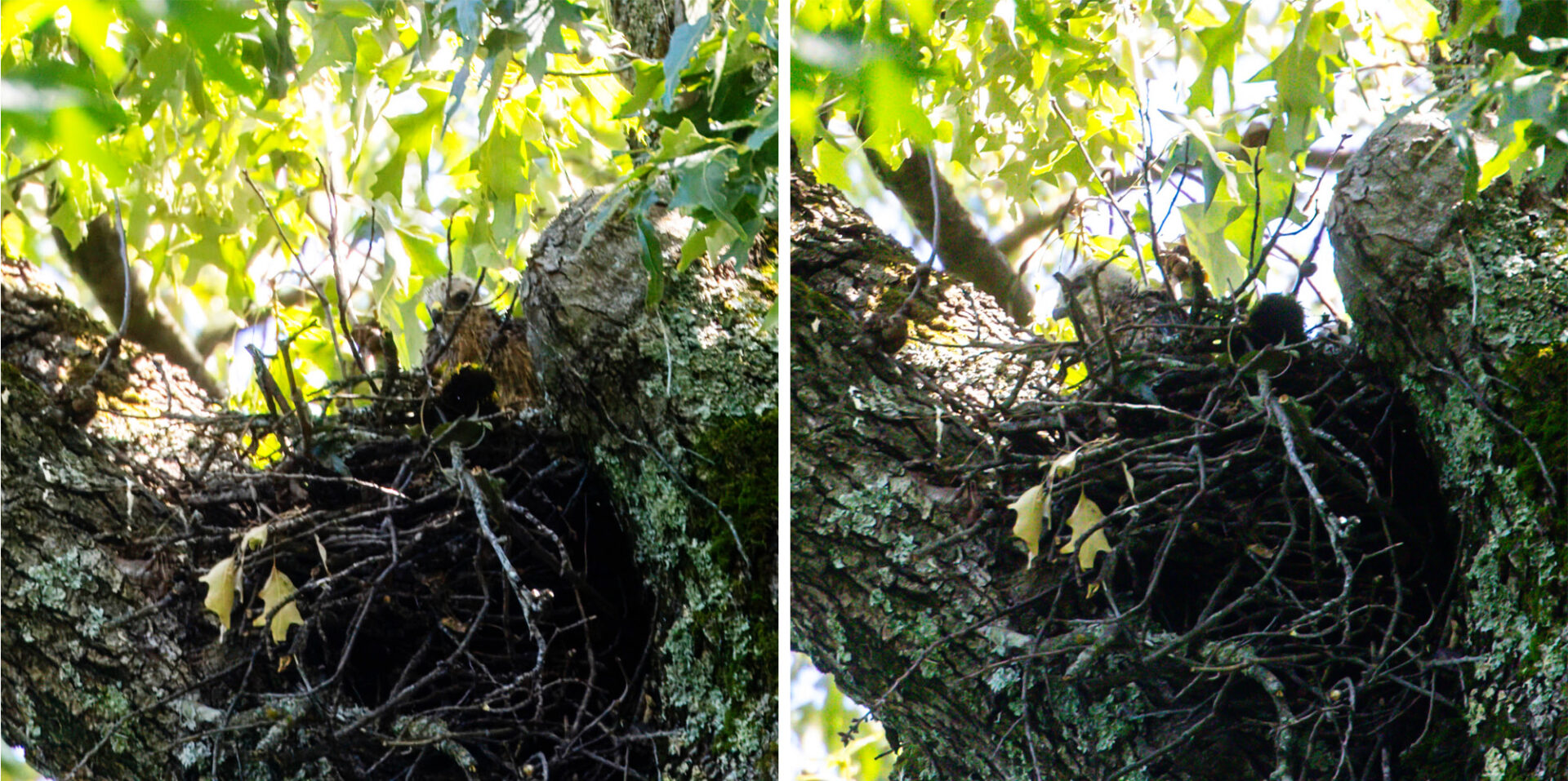 NatureZen: The Bold and the Buteo, Episode 2 at Overton Park Conservancy | 11 Two nestlings