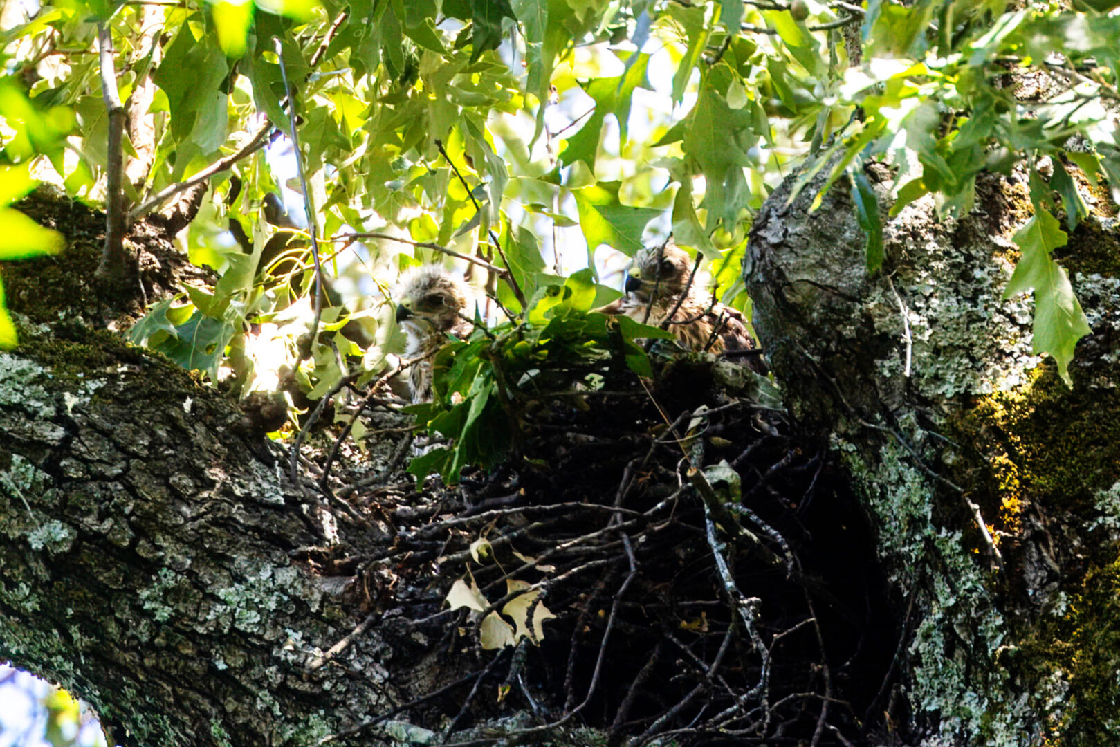 NatureZen: The Bold and the Buteo, Episode 2 at Overton Park Conservancy | 12 Two hawk nestlings side by side