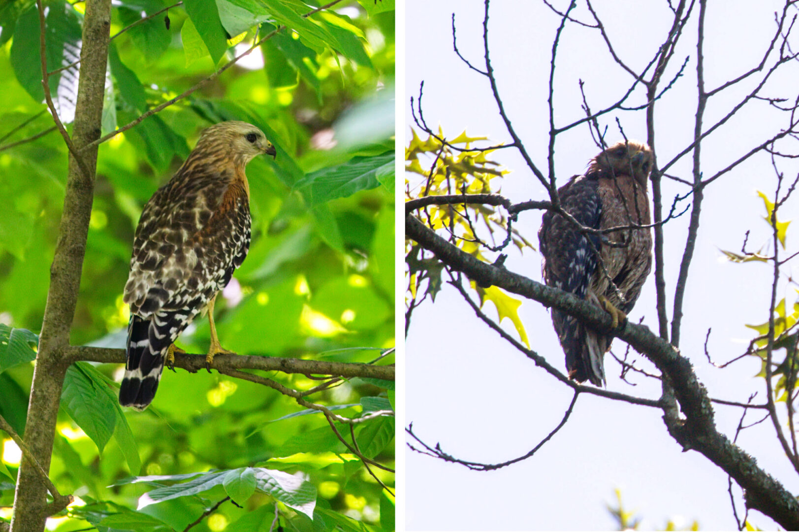 NatureZen: The Bold and the Buteo, Episode 2 at Overton Park Conservancy | 13 Two perched hawks, one with matted feathers