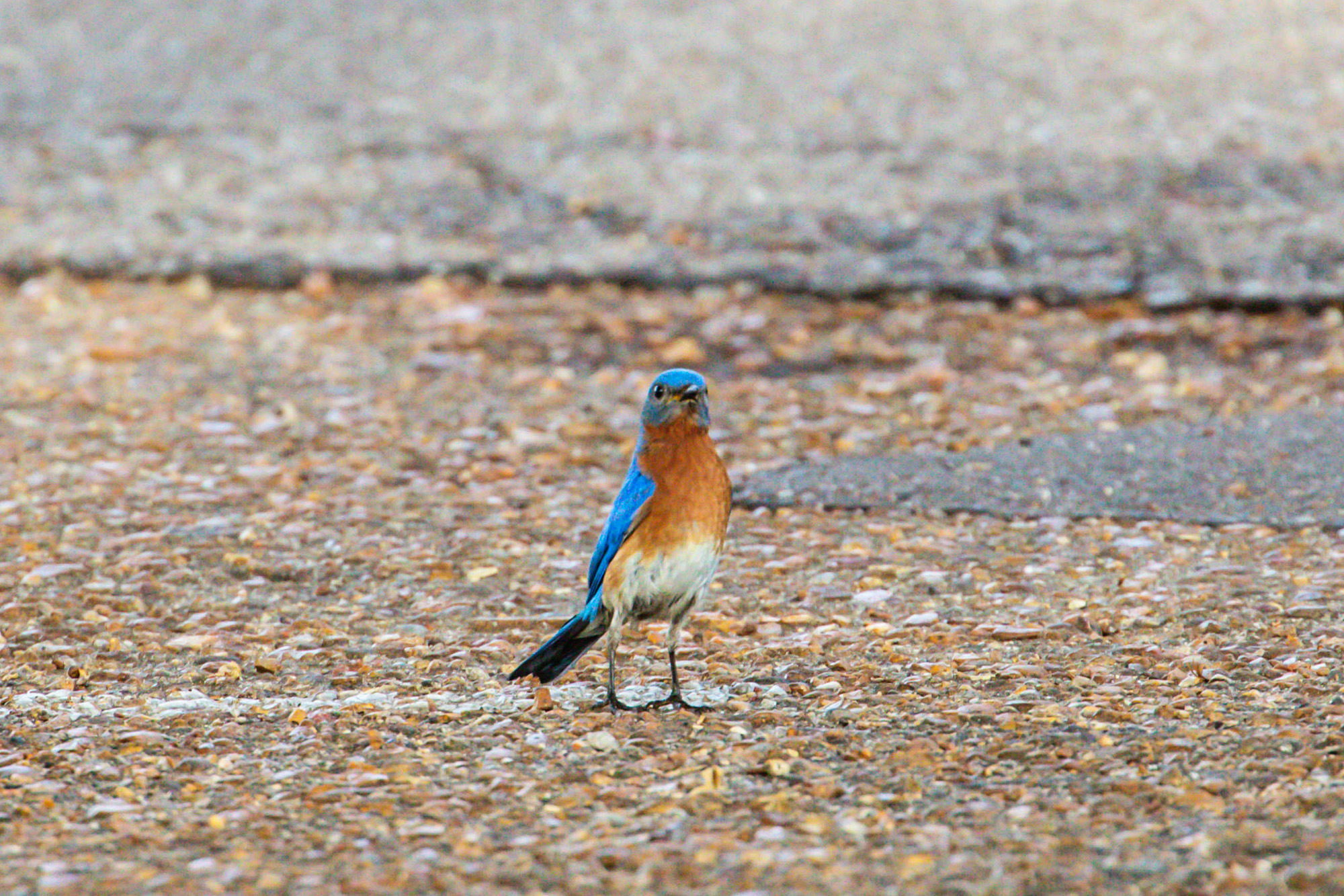 Bluebird