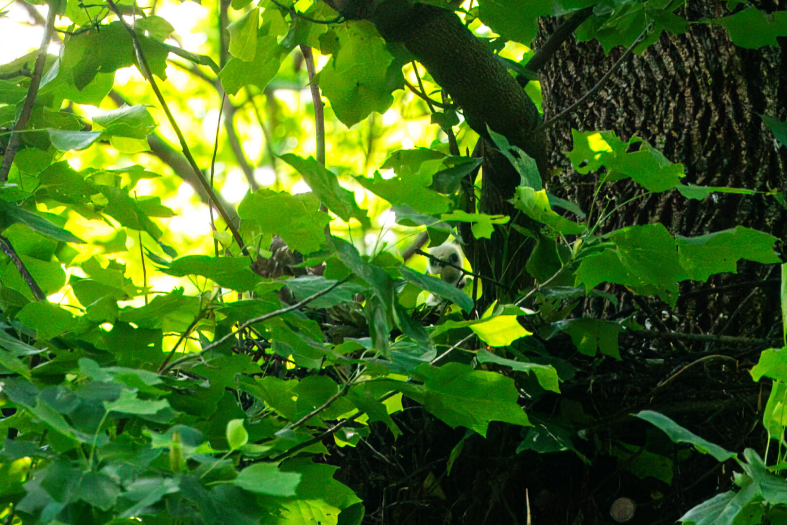 NatureZen: The Bold and the Buteo, Episode 2 at Overton Park Conservancy | 14 White downy hawk nestling