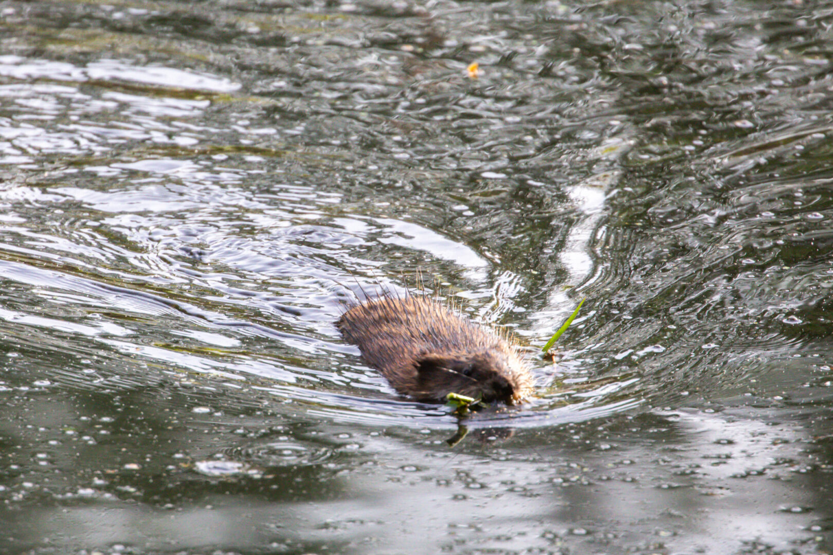 A large furry mammal swims across a pond