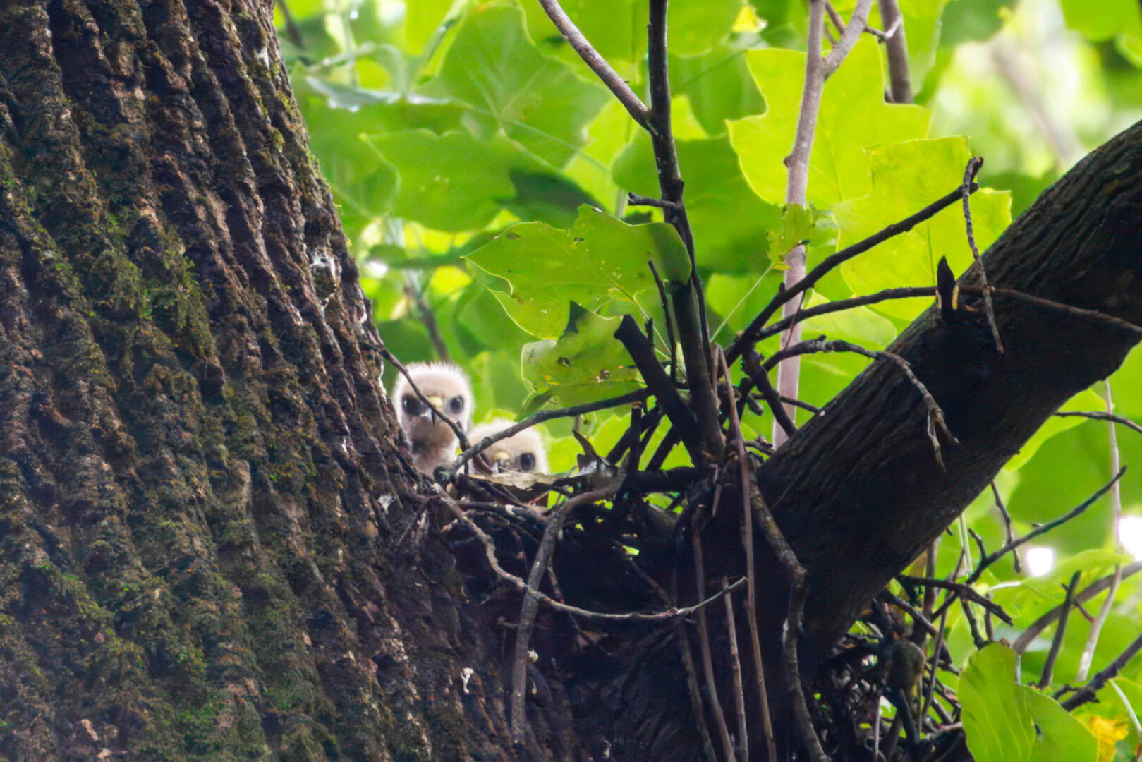 NatureZen: The Bold and the Buteo, Episode 2 at Overton Park Conservancy | 15 Two downy hawk nestlings