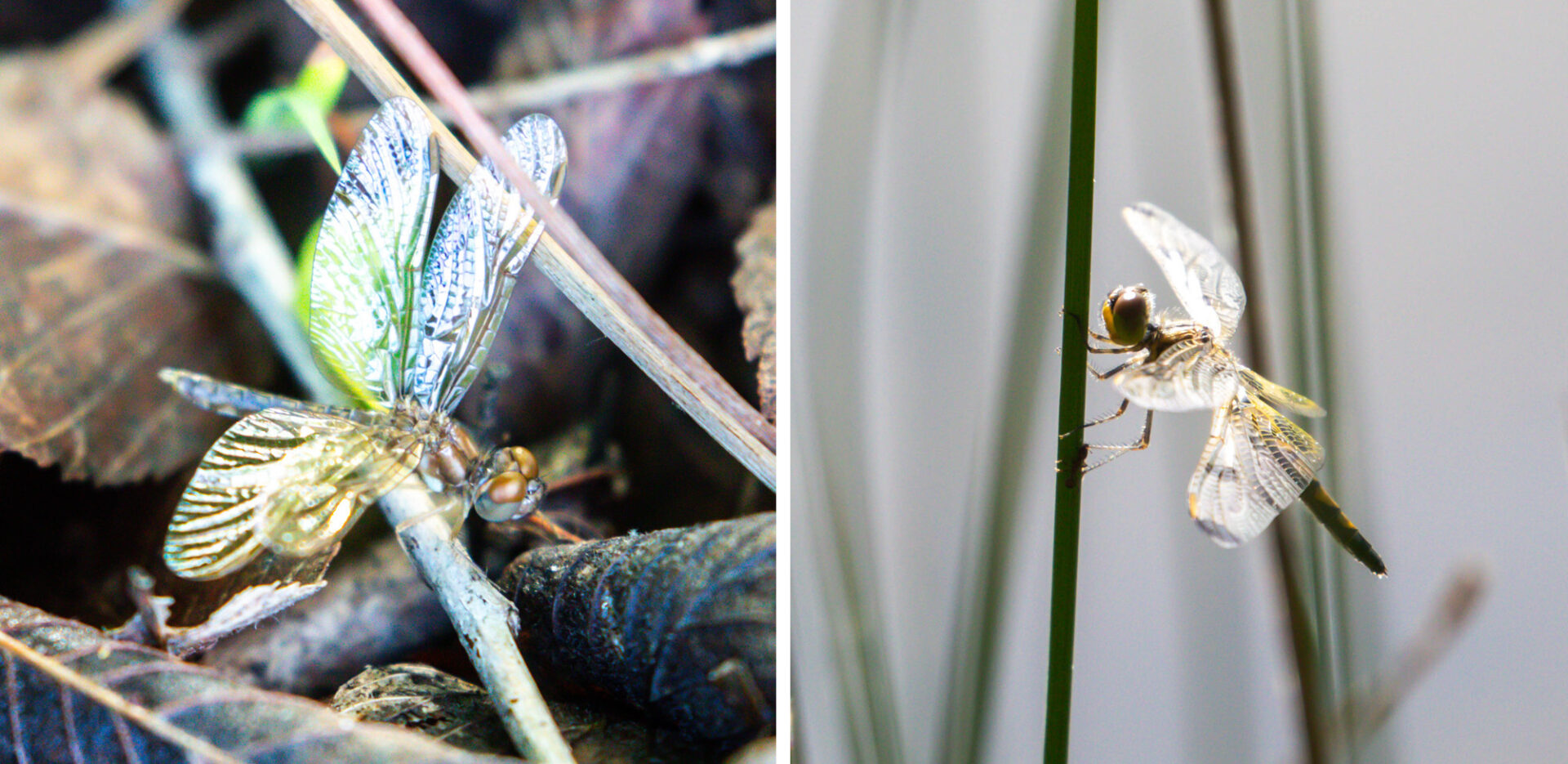 Two small dragonflies perch
