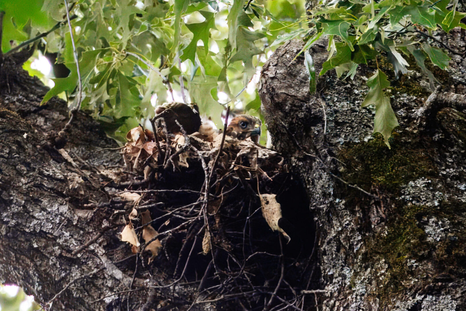 NatureZen: The Bold and the Buteo, Episode 2 at Overton Park Conservancy | 16 Two hawk nestlings, sitting head to tail