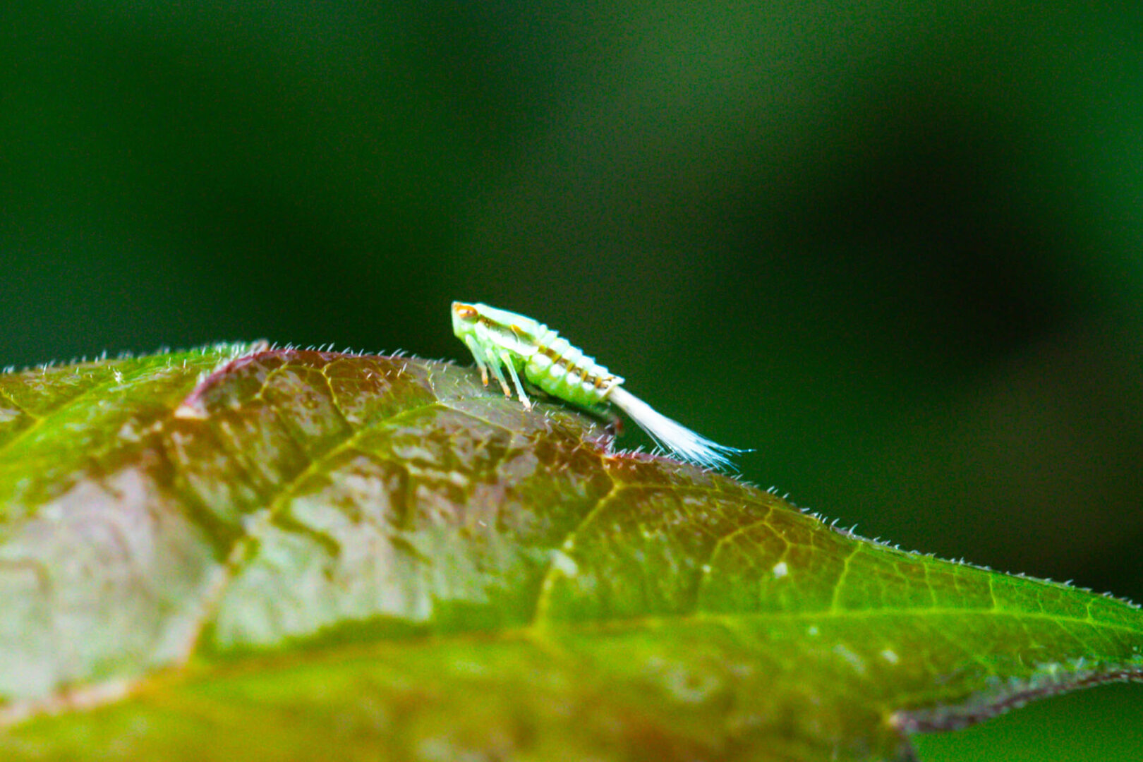 A green insect with a striped body and brushy white filaments coming out of its posterior