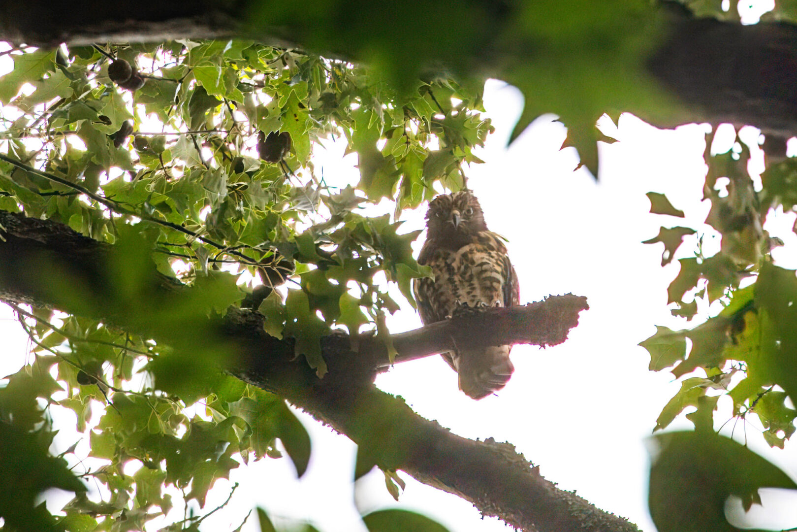NatureZen: The Bold and the Buteo, Episode 2 at Overton Park Conservancy | 17 A fledgling hawk staring down from a tree