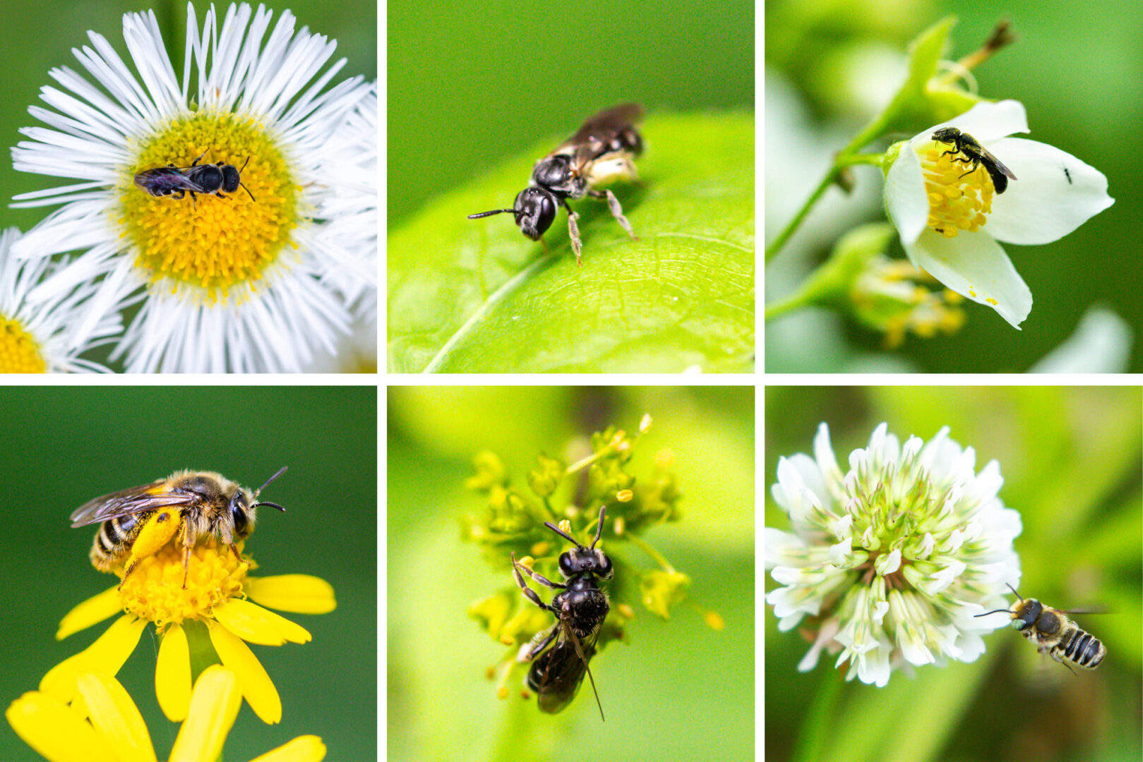 Six images of bees