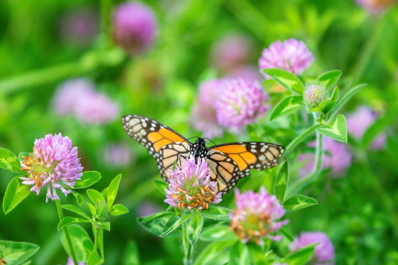 An orange and black butterfly nectars on pink clover flowers